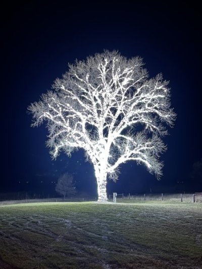 IMG_3397.jpeg
