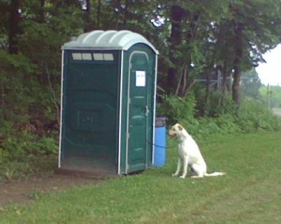 portadog.jpg