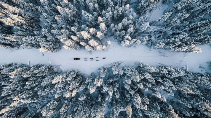 Dog sled.jpg