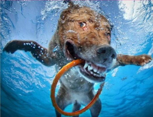 Month-of-Fundays-Happy-Dog-Featured-Photo-900x604~2.jpg