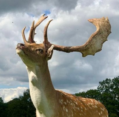 Deer.jpg