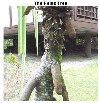 tree.jpg