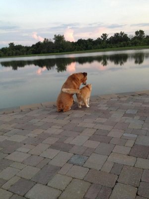 dogcat.jpg