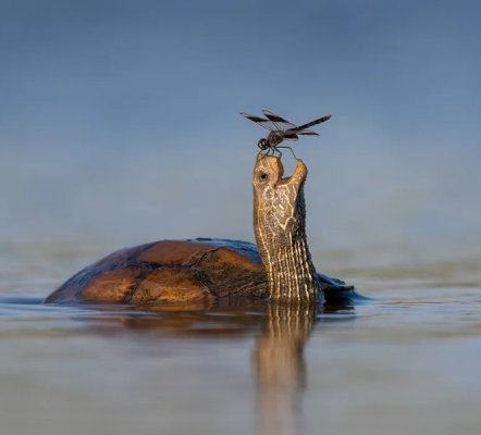tzahi_finkelstein_wildlife_photographer_of_the_year.jpg