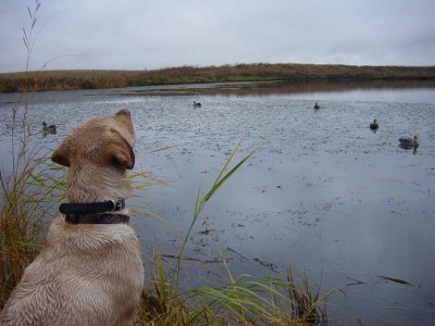 Huntingpics2004-05 018.jpg