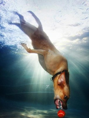 Dog bottom of pool.jpg