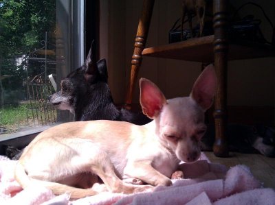 IMG_20110511_111525 (Large).jpg