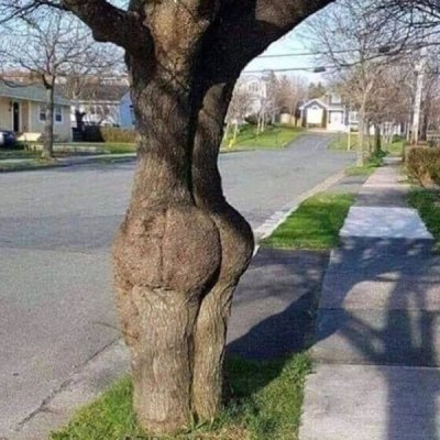 Tree (5).jpg