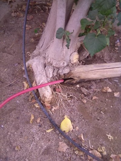 IMG_0473.jpg IMG_0473.jpg