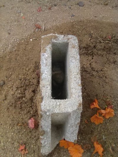 IMG_0474.jpg IMG_0474.jpg