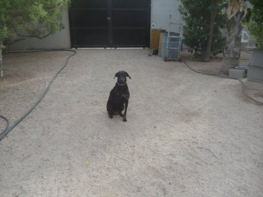 Camelia shaking 1.JPG