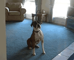 Walk.gif