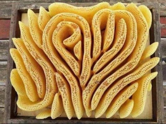 Bee Hive.jpg