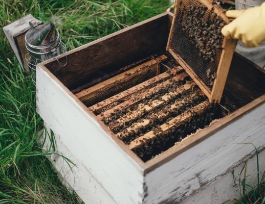 Bee Hive.jpg