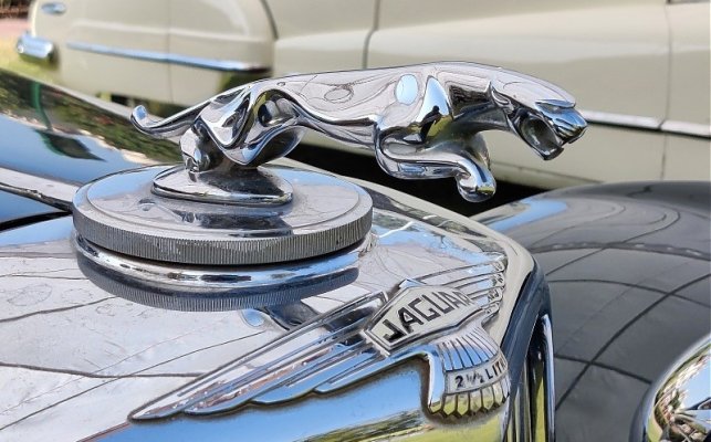 Jaguar Mascot c.jpg