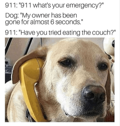 911-911-s-emergency-dog-my-owner-has-been-gone-almost-6-seconds-911-have-tried-eating-couch.png