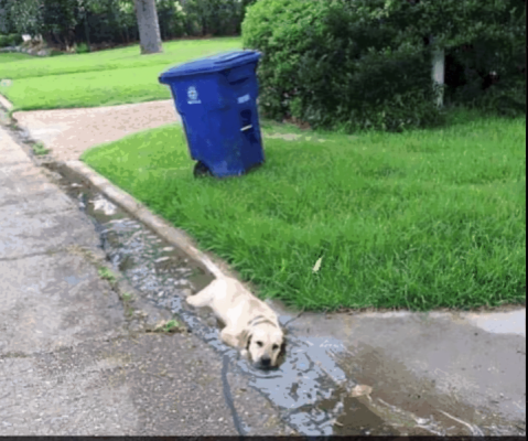 labrador-labradoing-labradog-labrado.png