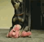 avatar85909_4.gif
