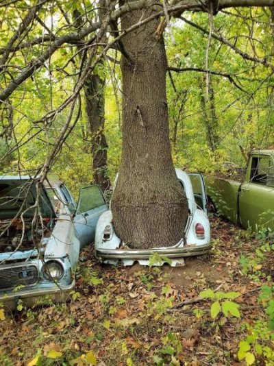 trunk.jpg