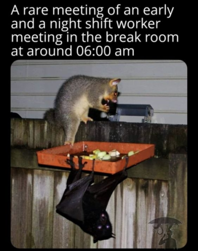 1730452592873.png