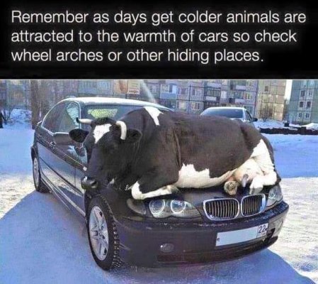 check for hidden animals.jpg