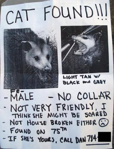 possumcat.jpg