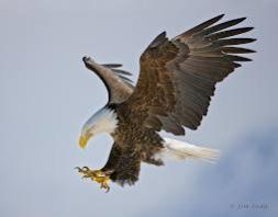 bald eagle.jpg