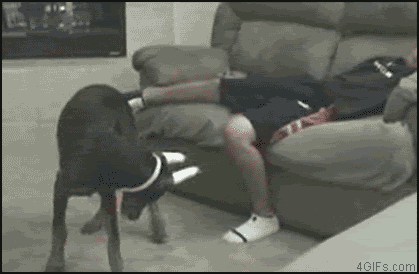 Laser_pointer_dogbites-ce9.gif
