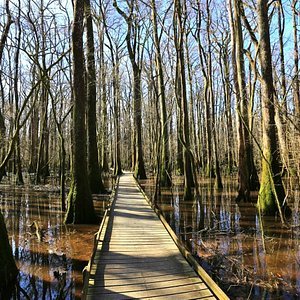 congaree-national-park.jpg