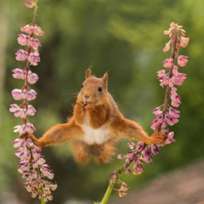 comedy-wildlife-photography-awards-2018-geert-weggenhe-split-840x840.jpg