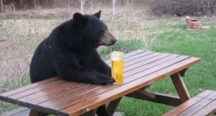 Beer Bear.jpg