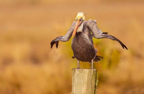 comedy-wildlife-photography-awards-2021-dawn-wilson-shaking-off-2020-840x551.jpg