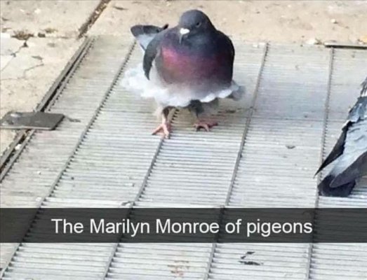 marilyn-monroe-pigeons.jpeg
