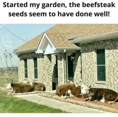 started-my-garden-beefsteak-seeds-seem-have-done-well.jpeg