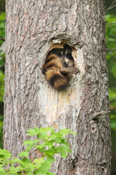 comedy-wildlife-photography-awards-2021-brook-burling-foot-jam-840x1259.jpg
