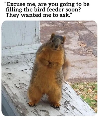 excuse-are-going-be-filling-bird-feeder-soon-they-wanted-ask.jpeg