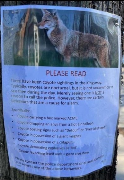 Coyote.jpg