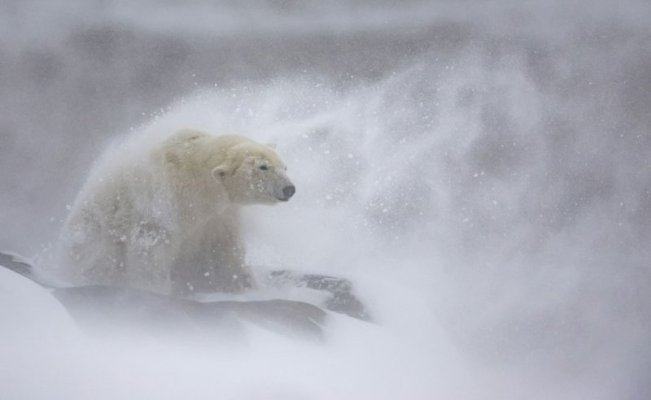 polar_bear.jpg