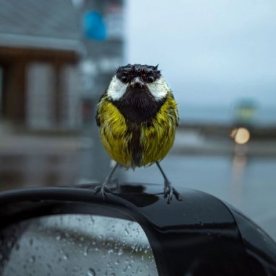 great_tit_norway.jpg