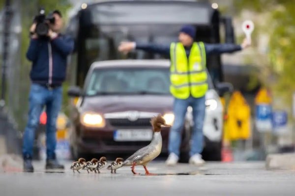 ducks_crossing_the_road.jpg