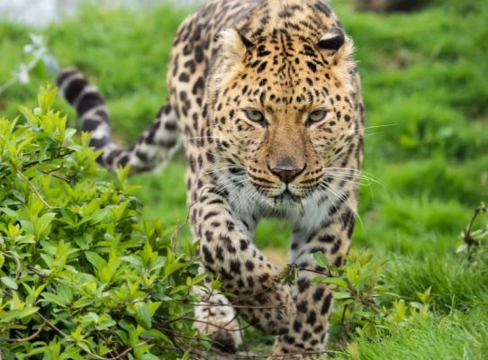 Amur-Leopard-Stock-Image-120224-75fb828940e7427998b5851c3d21dc9a.jpg