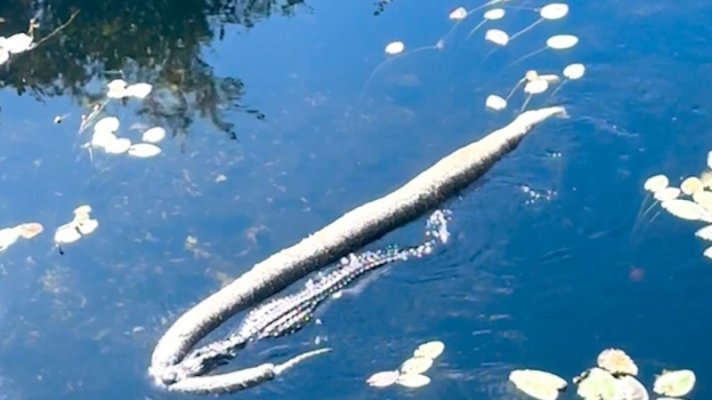 alligator-seen-dragging-huge-python-stuns-tour.jpg