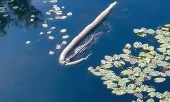 Gator.jpeg