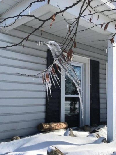 Ice Bird.jpg