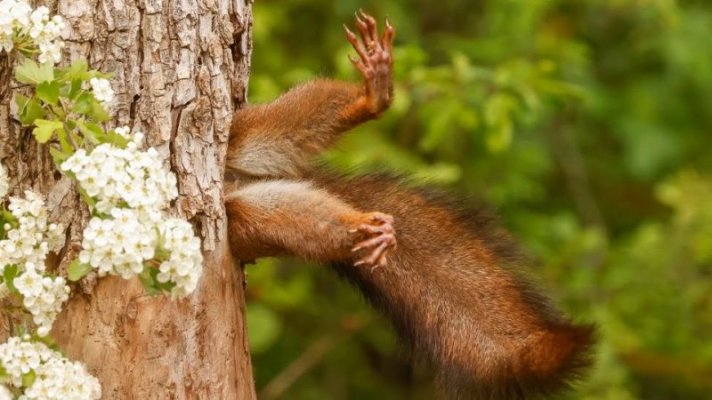1-overall-winner-and-mammal-category-winner-milko-marchetti-stuck-squirrel.jpg