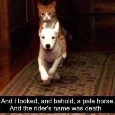 IMG_0803.jpeg