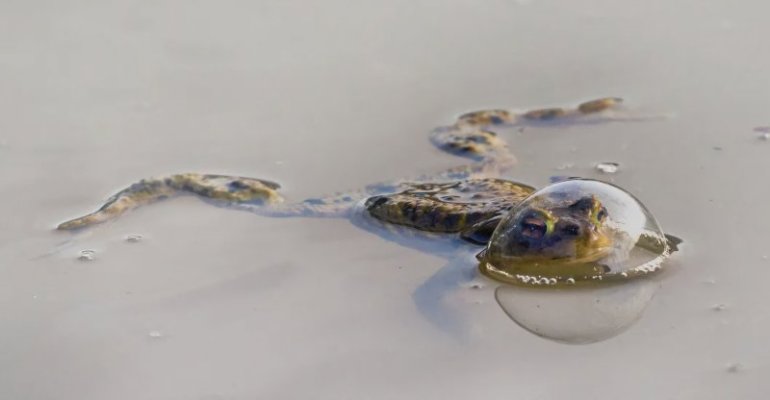 3_reptile_category_winner_eberhard-ehmke_frog-in-a-balloon.jpg