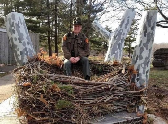 Huge-eagles-nest-93395.jpeg