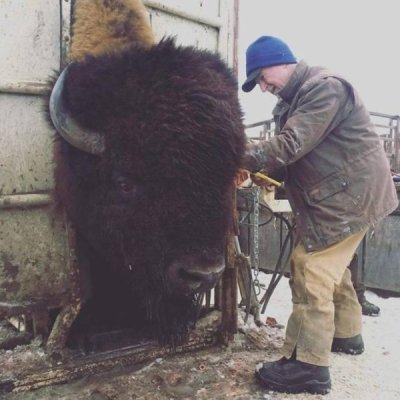 Huge-Bison-head-next-to-man-21117.jpeg