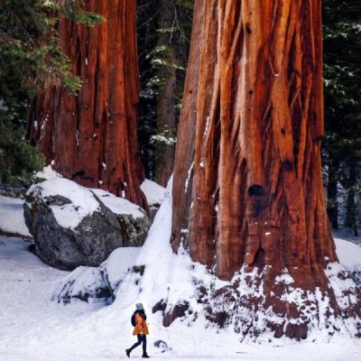 Trees-in-Sequoia-National-Park-26927.jpg